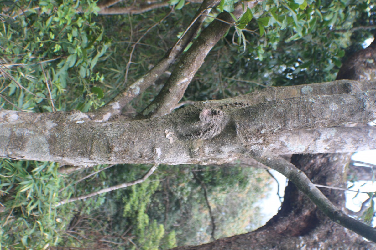 Semecarpus parvifolius Thwaites